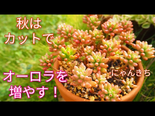 Succulents] Increase your Aurora Borealis by cutting them in the