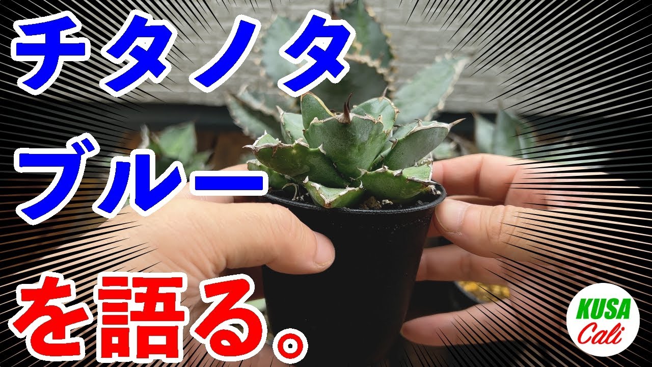 青いチタノタの種を1,000粒まいたら…【アガベ・実生・ブルー】 - YouTube