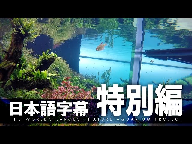 天野尚×リスボン海洋水族館 世界最大のNAプロジェクト 特別編 - YouTube