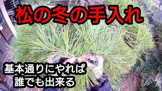 Care for Matsufuyu] Pruning with explanations of sideburns