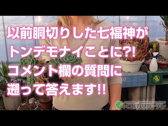 Succulent] The Seven Lucky Gods that were previously cut into