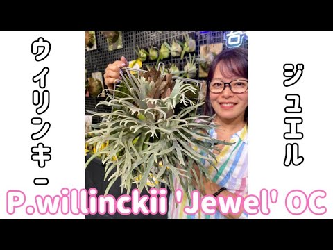 P.willinckii 'Jewel' OC ウィリンキージュエルを入手しました！胞子葉