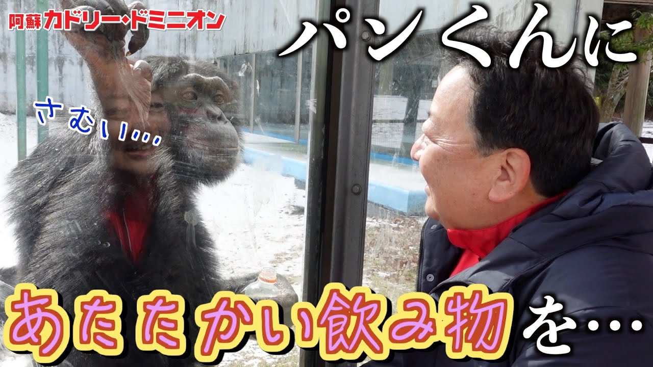 What happened to the genius chimpanzee Pan? His face is amazing