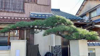 庭仕事］松 門かぶり剪定 葉刈りして扇型に仕立てます - YouTube