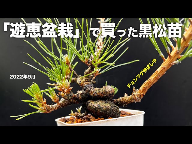 KRM5】三河黒松実生苗の古葉とり #盆栽 #bonsai - YouTube