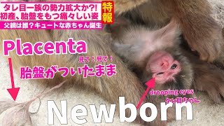 Post-Birth Miracle! Baby Monkey with Placenta Still Attached