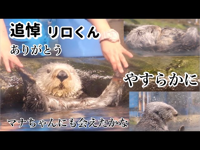 追悼2025年1月4日ラッコのリロくんが亡くなりました～かつての映像で