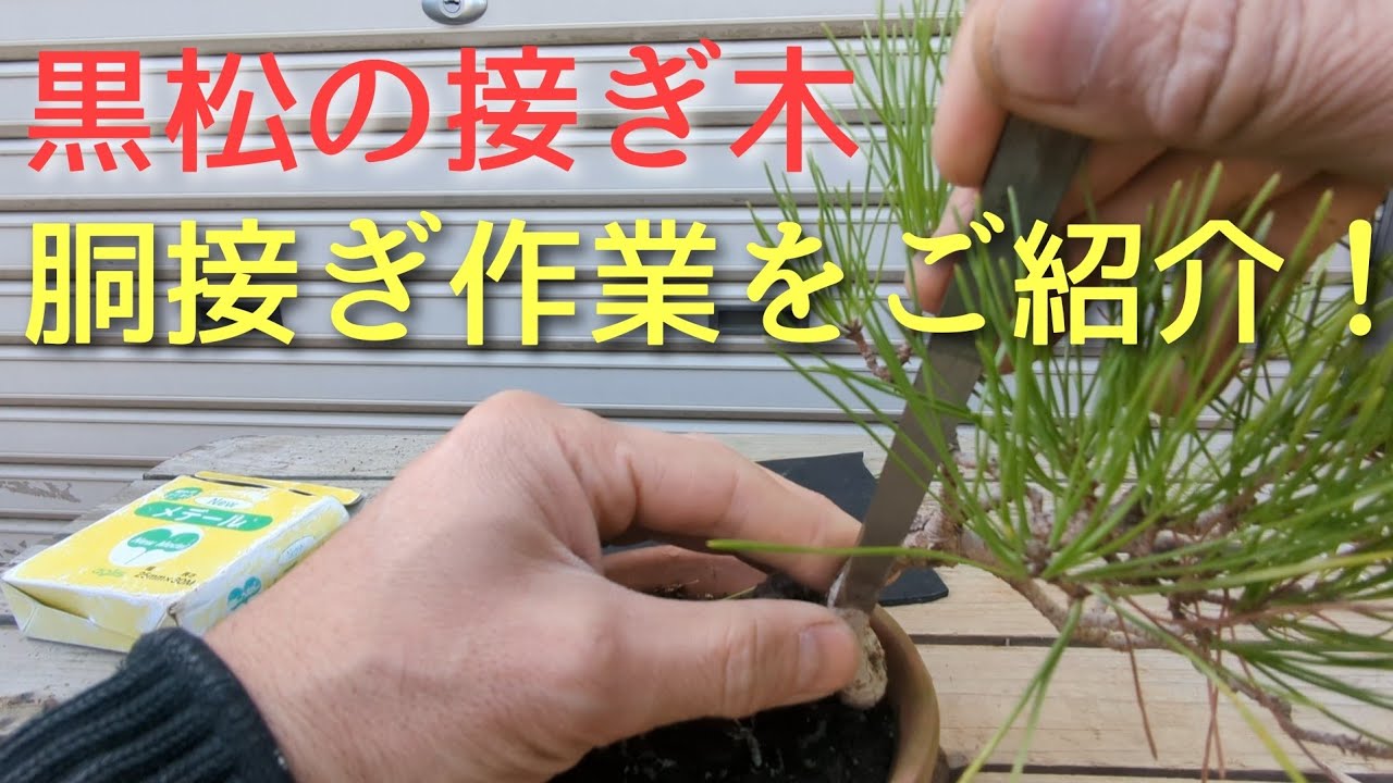 杉盆栽の手入れ直幹樹形の盆栽風に姿出しをおこないました！ - YouTube