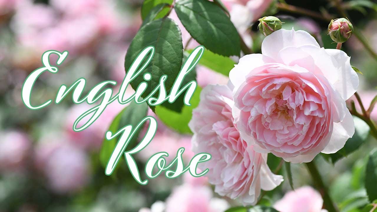 バラ図鑑 20】56品種のイングリッシュローズ - YouTube