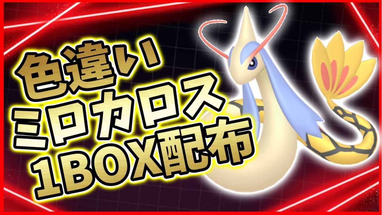 数量限定!!】色違いミロカロス1BOX配布～明日は400匹以上から選べる超