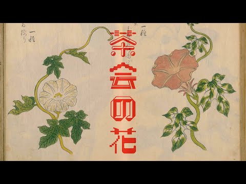 利休の裏事情🥷茶席の花🌺と夜🌔の女王👸『東都茶会記』『茶話指月集