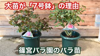 ばらの育てかたで、よくある質問。 | 篠宮バラ園