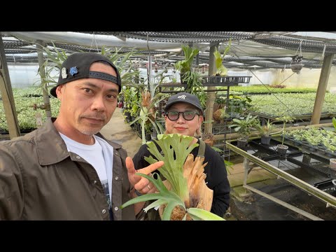 ビギナー向けのビカクシダ品種板付けライブ - YouTube