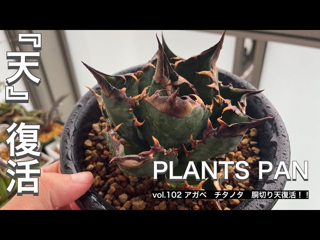 vol.102 アガベ チタノタ 胴切り『天』復活！！！ - YouTube