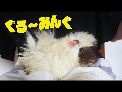 モルモットの家族 もるもるも - YouTube