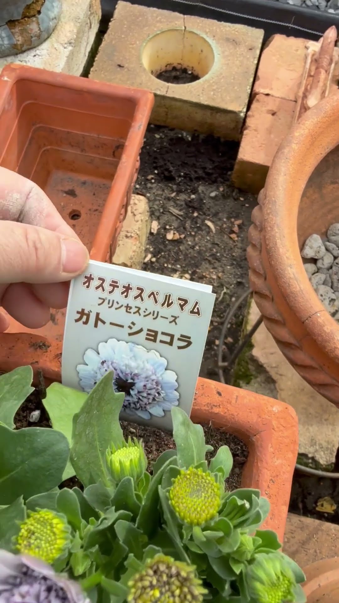 オステオスペルマム ガトーショコラ - YouTube