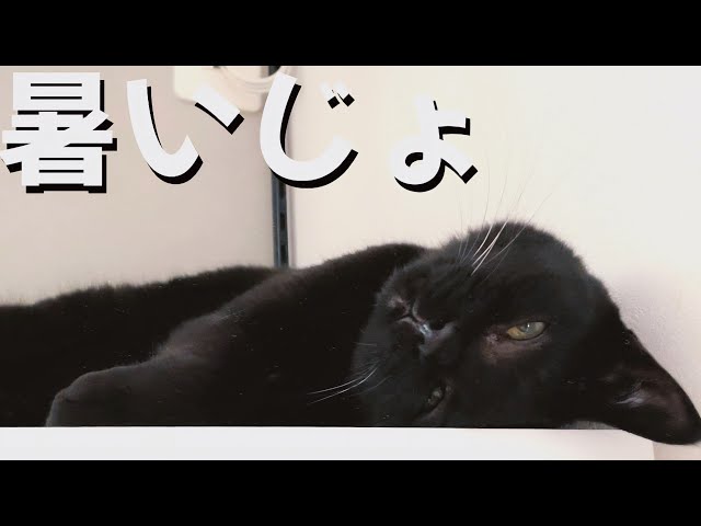 猫の夏休み - YouTube