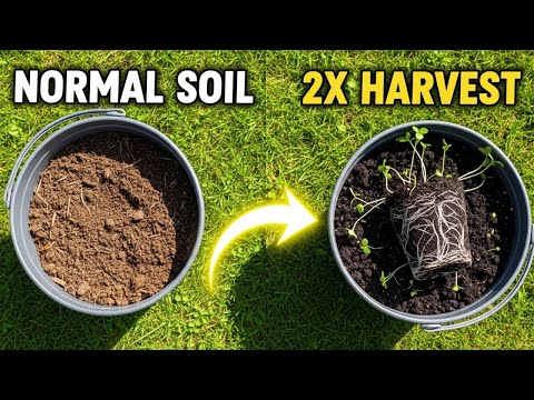 激レア！SHS (SOIL HACK SOCIETY )× 38explore 激レア！SHS (SOIL HACK