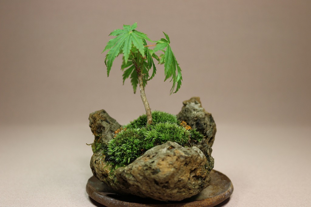 天然自然石・石鉢・寄せ植え鉢・一輪挿し鉢・小品盆栽鉢・茶室