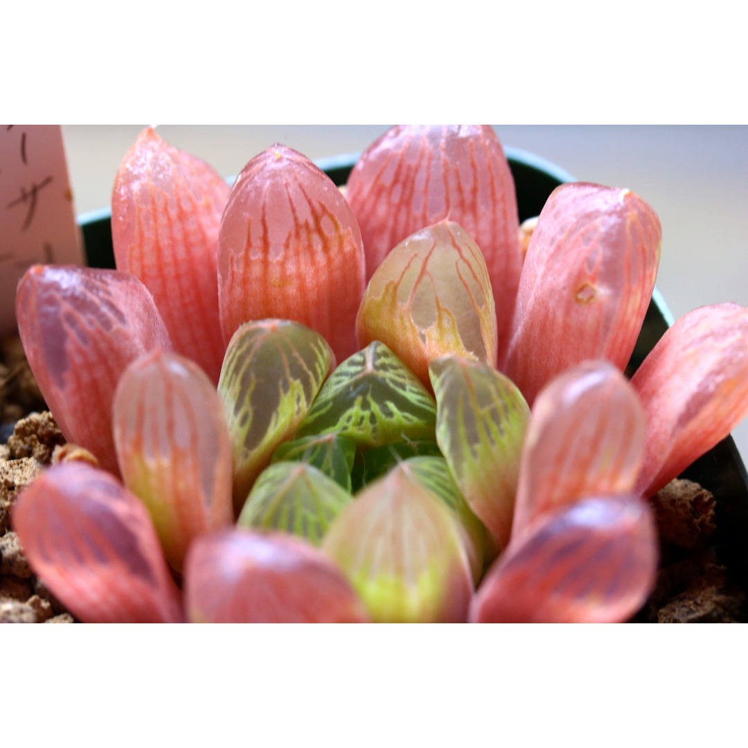 マリン パープルピンク系 多肉植物 ハオルチア アロエの通販 by