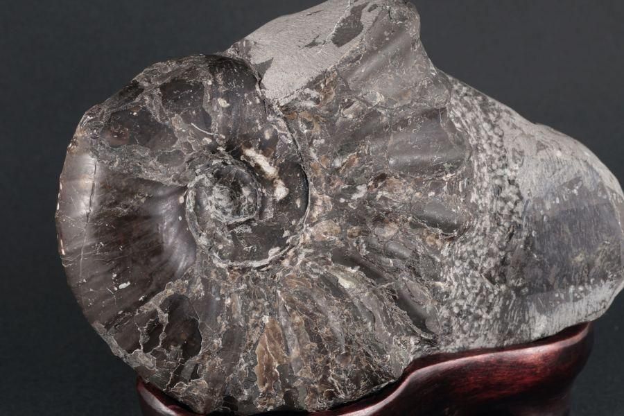 アンモナイト化石 北海道産 アナゴードリセラス 1.1kg｜キラリ石