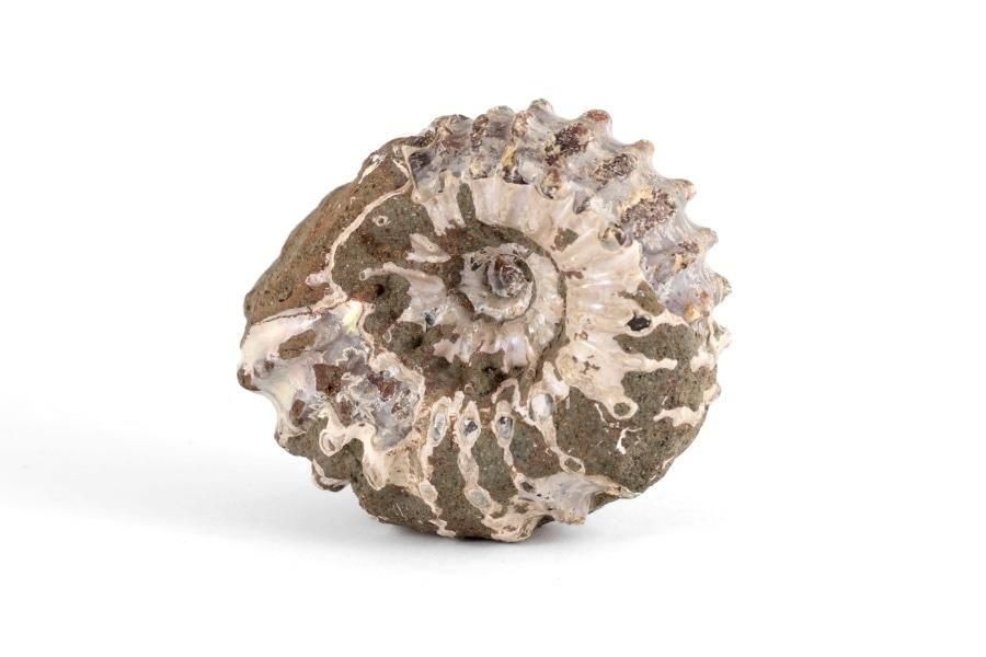 アンモナイト(ドゥビレイセラス)化石 94g｜化石 通販 キラリ石