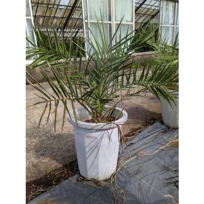 ◇フェニックス・ナツメヤシ・10号◇国産デーツ苗！◇全長80CM前後