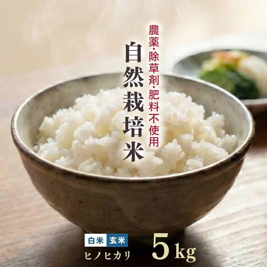 ヒノヒカリ 自然栽培米 5kg 白米 玄米 令和7年産 熊本県産 菊池 自社