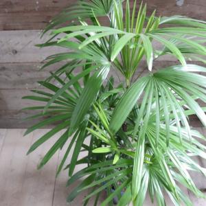 シュロチク 8号 シュロ竹 観葉植物 棕櫚竹 鉢植え 販売 苗 苗木 送料