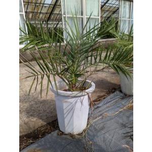 ココスヤシ 7号 鉢カバー 樹高80cm前後(鉢底から) ヤシノキ 椰子の木