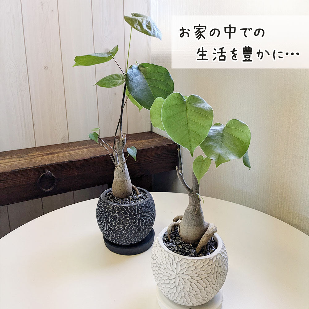 観葉植物 プセンド ボンバックス エリプティクム 4号 選べる樹形 現品