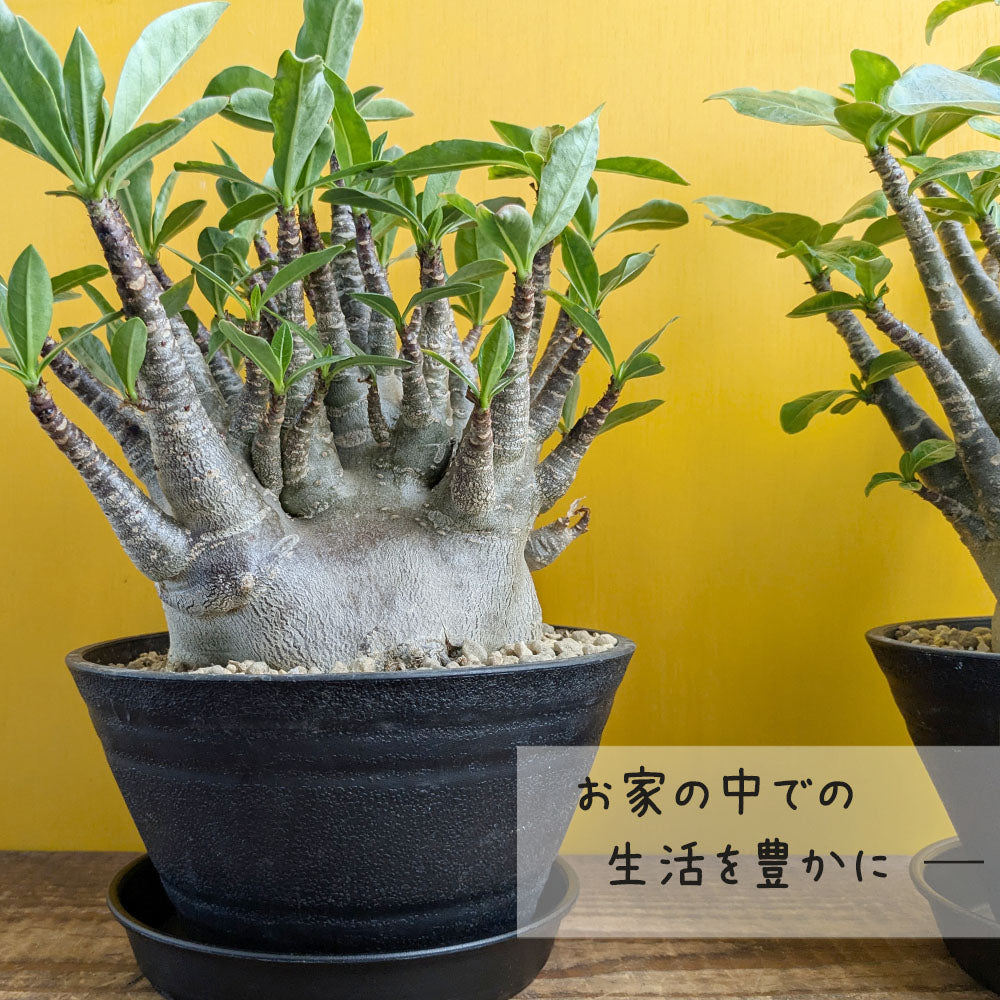 宝石のような観葉植物のお店 【Jewelry Plant】 アデニウム ソマレンセ