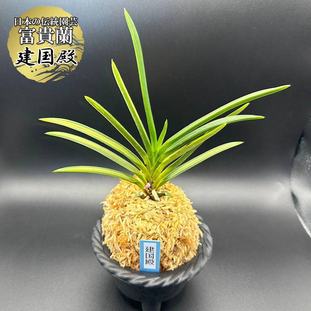 富貴蘭 建国殿 けんこくでん 1本立 T138 フウキラン フウラン 送料無料