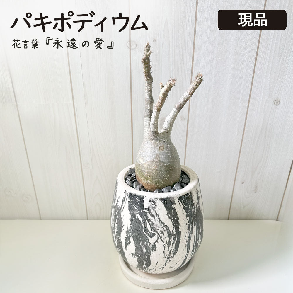 宝石のような観葉植物のお店 【Jewelry Plant】 【希少品種