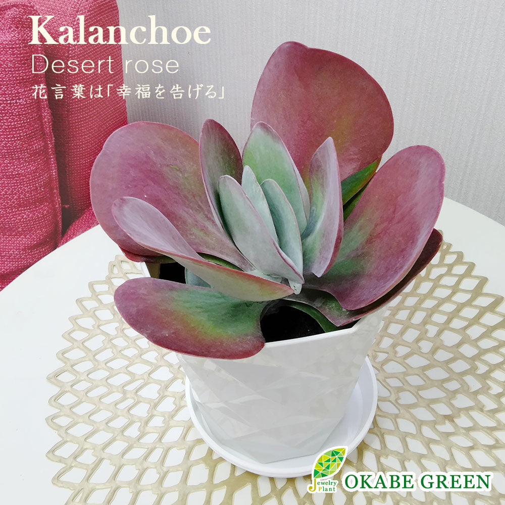 宝石のような観葉植物のお店 【Jewelry Plant】 カランコエ デザート