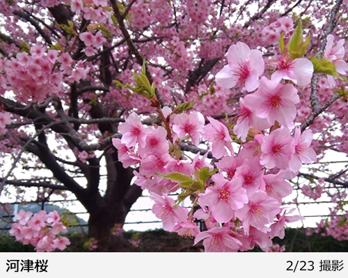 サクラ(桜) 河津桜(カワヅザクラ)地掘大苗 - 果樹苗・大苗・苗木販売の