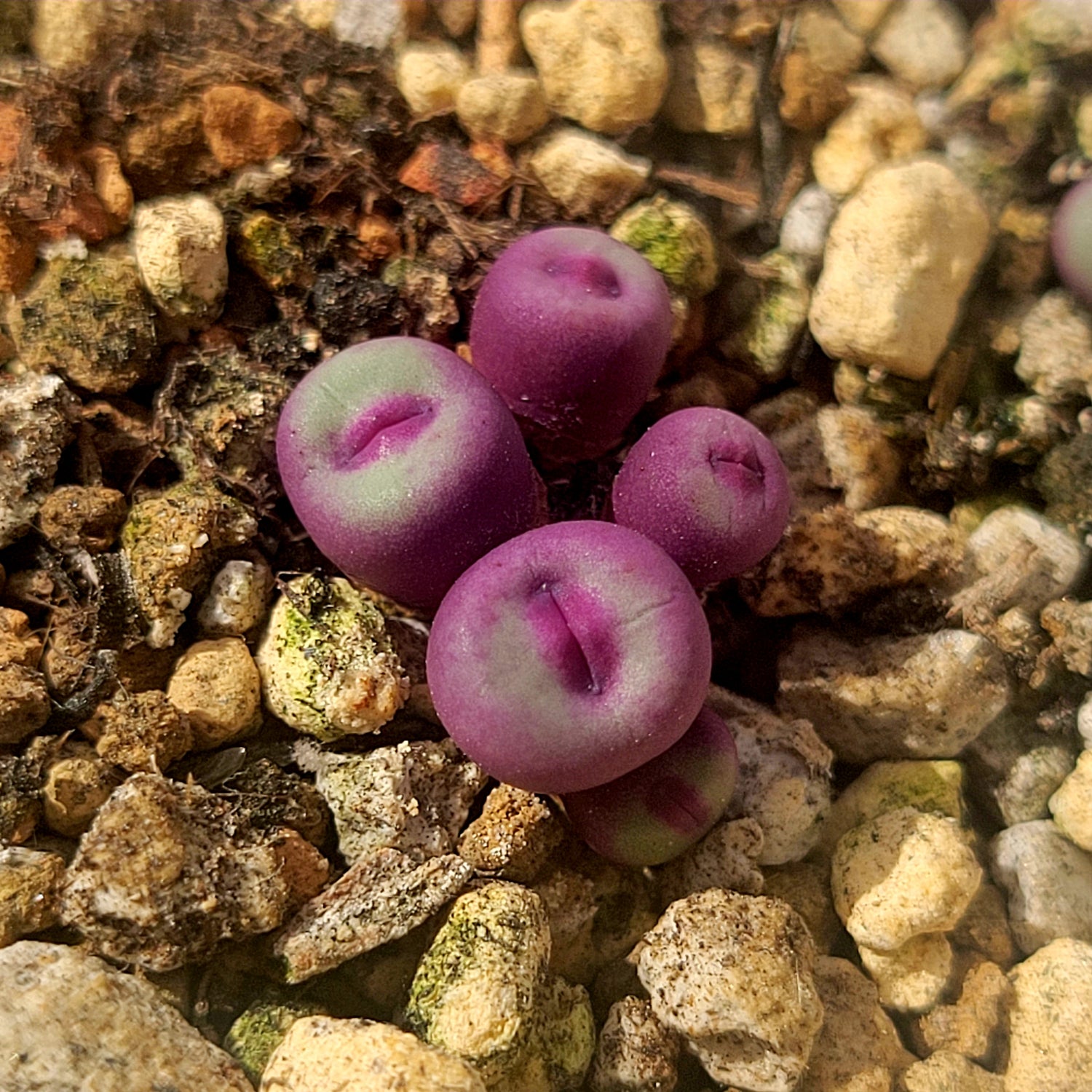 Conophytum Pageae PV1380B 2, 3 or 5 Heads – La Succuland