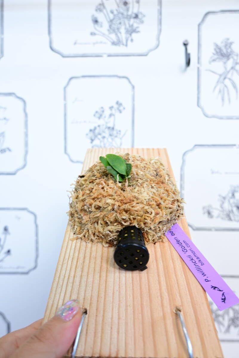 Amazon.co.jp: 金童 P.willinckii 'Golden boy' spored① ＠ビカ森wife