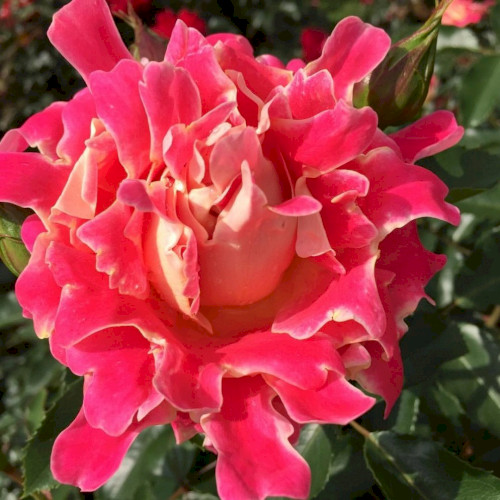 Роза чайно-гибридная 