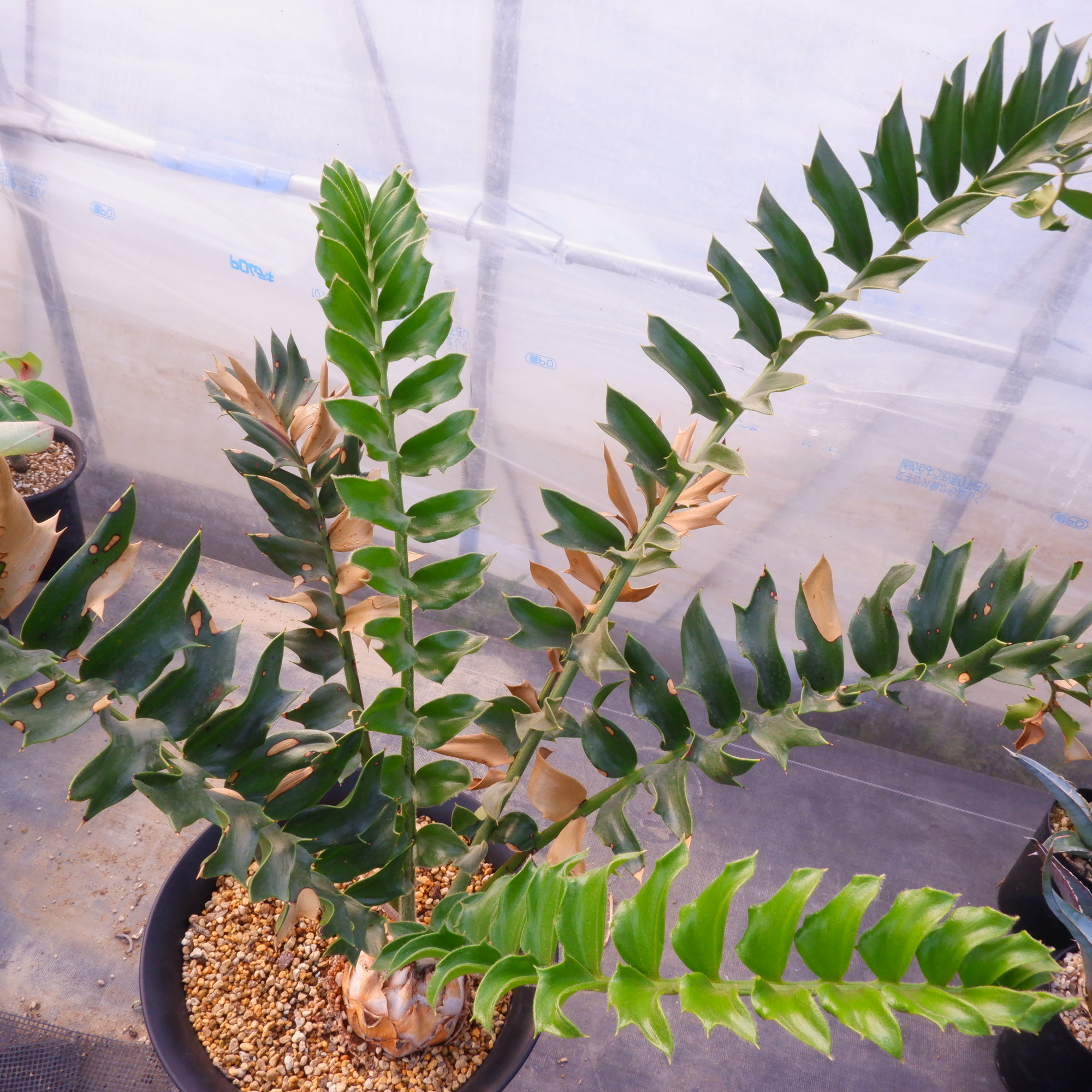 商品詳細 - 信州西沢サボテン園