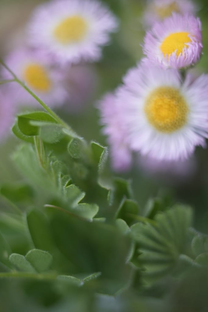 Yashica Lens ML Macro 55mm f2.8 レビュー作例 富岡光学製おすすめ神