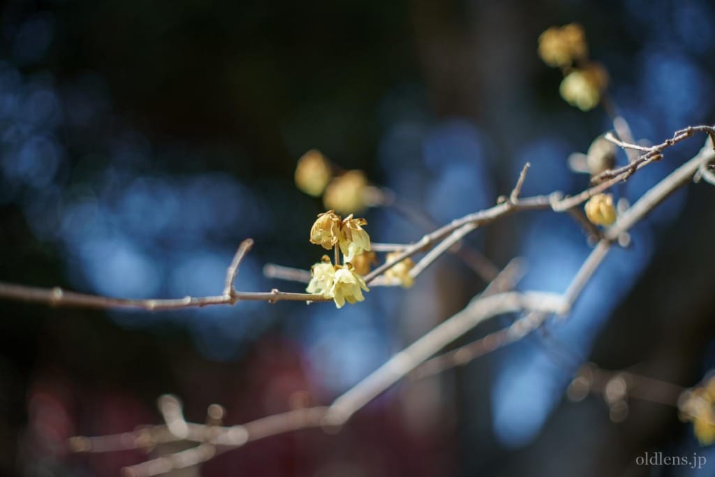 Yashica Auto Yashinon-DX 50mm F1.4 M42 Review作例 富岡光学製