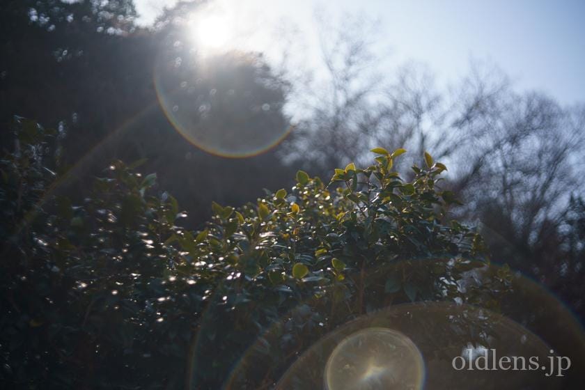 Leitz Summar 50mm f2 review作例 滲むクセ玉銘玉 戦前ライカズマール