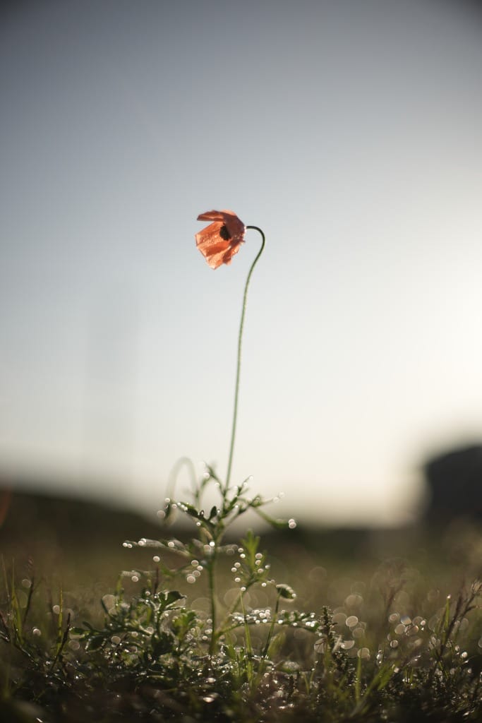 Super-Multi-Coated TAKUMAR 50mm f1.4 レビュー作例 PENTAX銘玉神