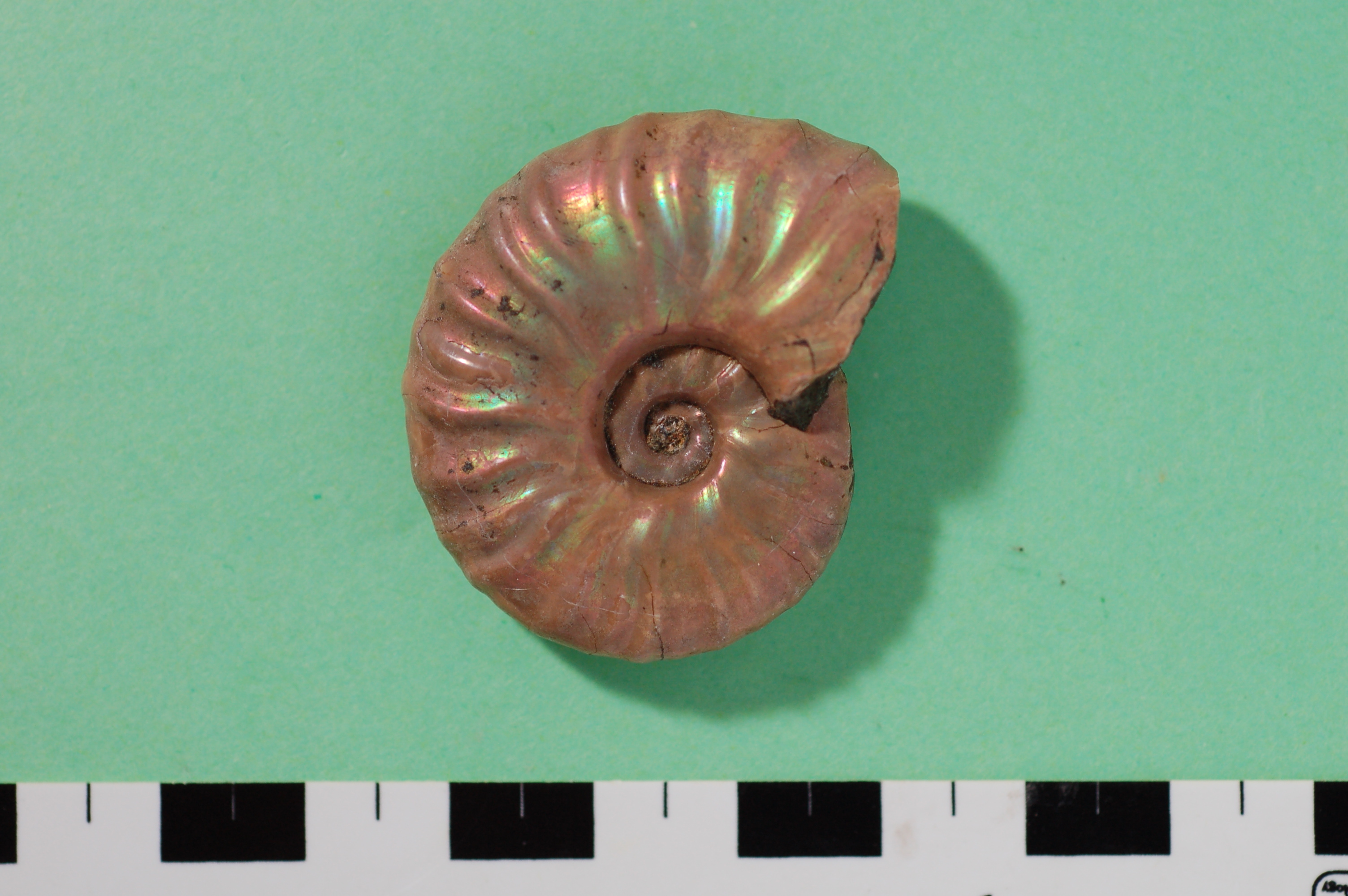 徳島県勝浦町から産出した恐竜時代のカメの化石、公開しています