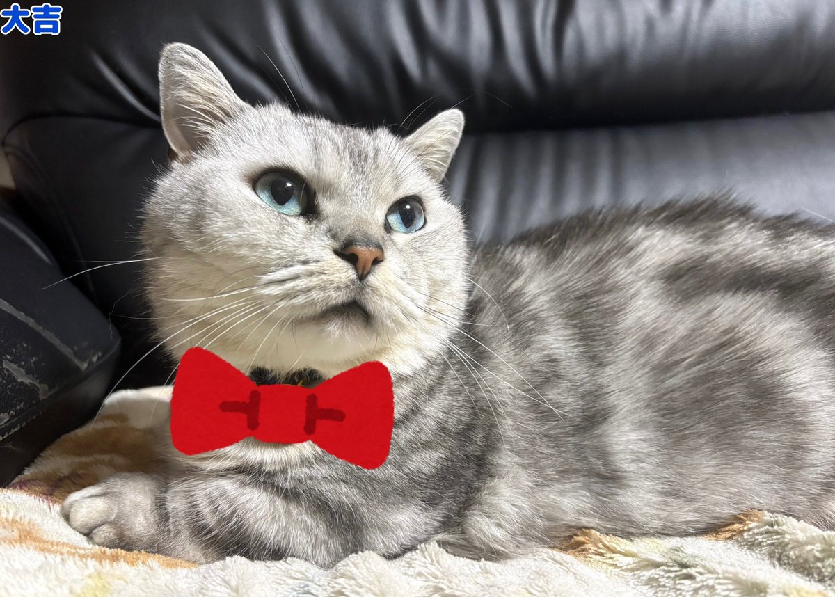 マンチカン大吉 Munchkin Daikichi (@Daikichi_0611) / Posts / X