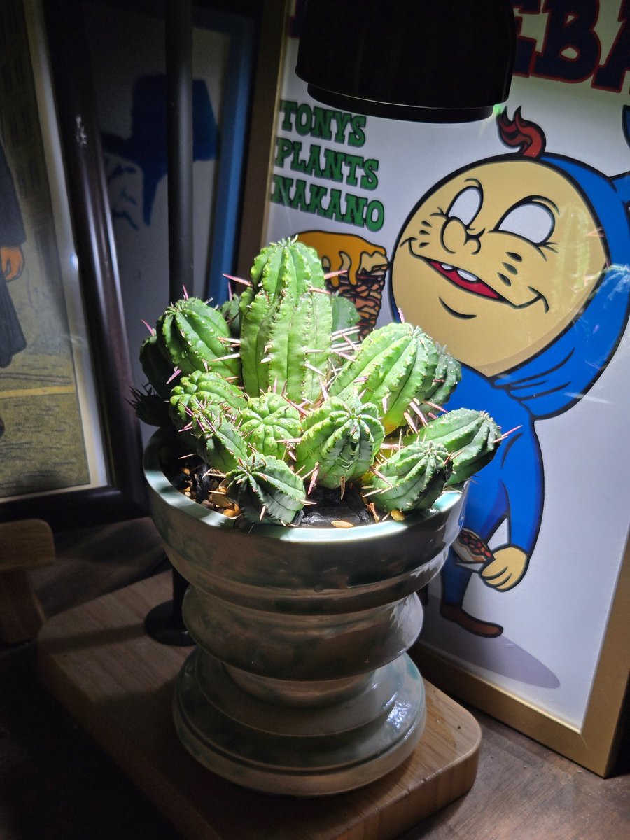 Plants:フェロックス群生from信州 鉢:SSD 良いものは良い。希少性や