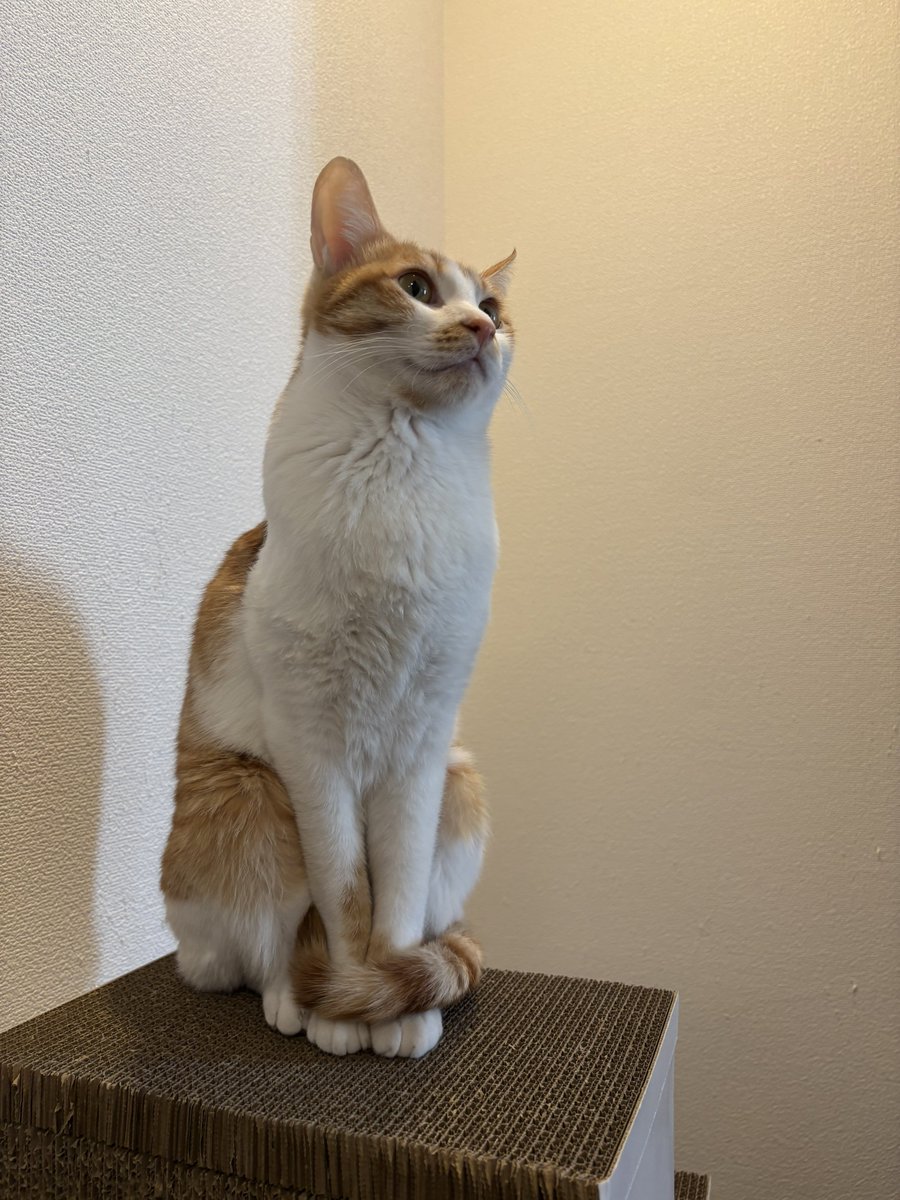 可愛いって言ってくれてありがとにゃ 他の子に比べて目立たない存在