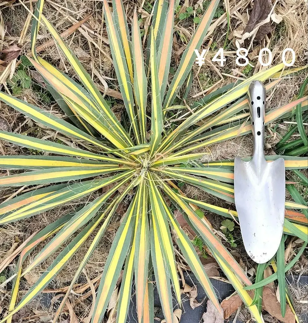 2026年最新】イトユッカの人気アイテム - メルカリ