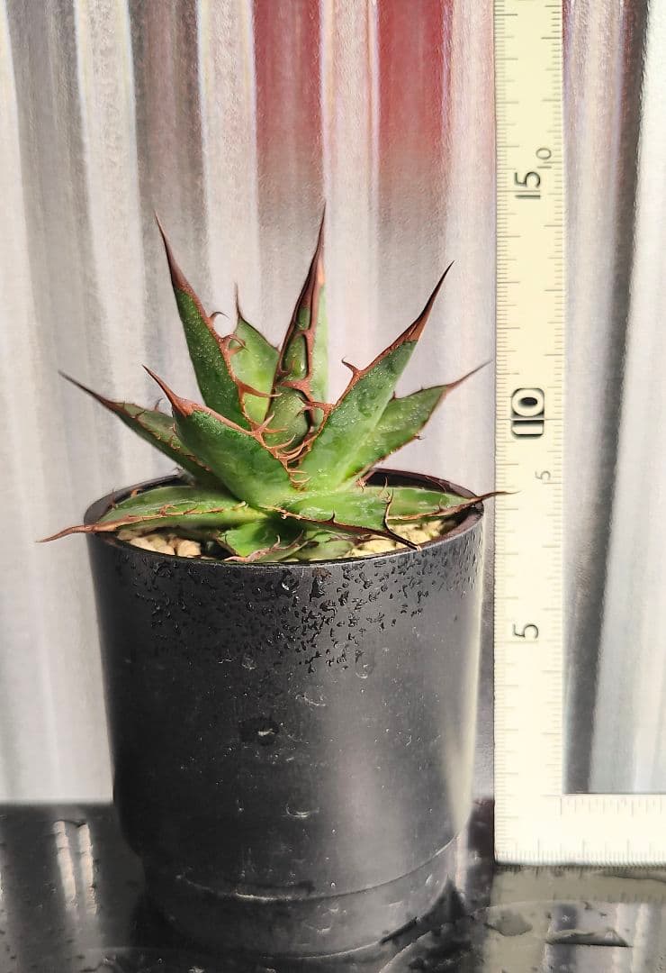 アガベ【中東ワイルドホリダ】黒棘ロングスパイン／子株 - メルカリ